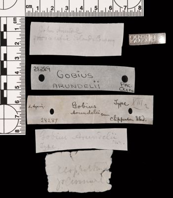 Media type: image;   Ichthyology 28289 Aspect: labels,description